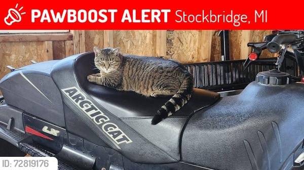 Lost Female Cat last seen M36 & Kinsey rd., Stockbridge, MI 49285