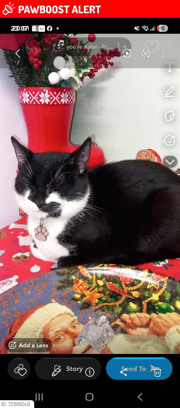 Lost Male Cat last seen Aspinall cresent, Little Hulton, England M28