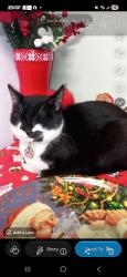 Lost Male Cat last seen Aspinall cresent, Little Hulton, England M28