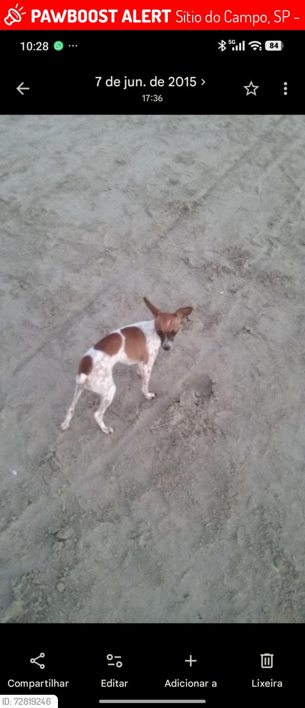 Lost Female Dog last seen Rua urbano caldeira , Sítio do Campo, SP 11725-180