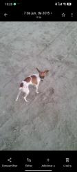 Lost Female Dog last seen Rua urbano caldeira , Sítio do Campo, SP 11725-180