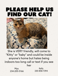 Lost Female Cat last seen Cramer between Hillbish & Massillon Rd, Akron, OH 44312