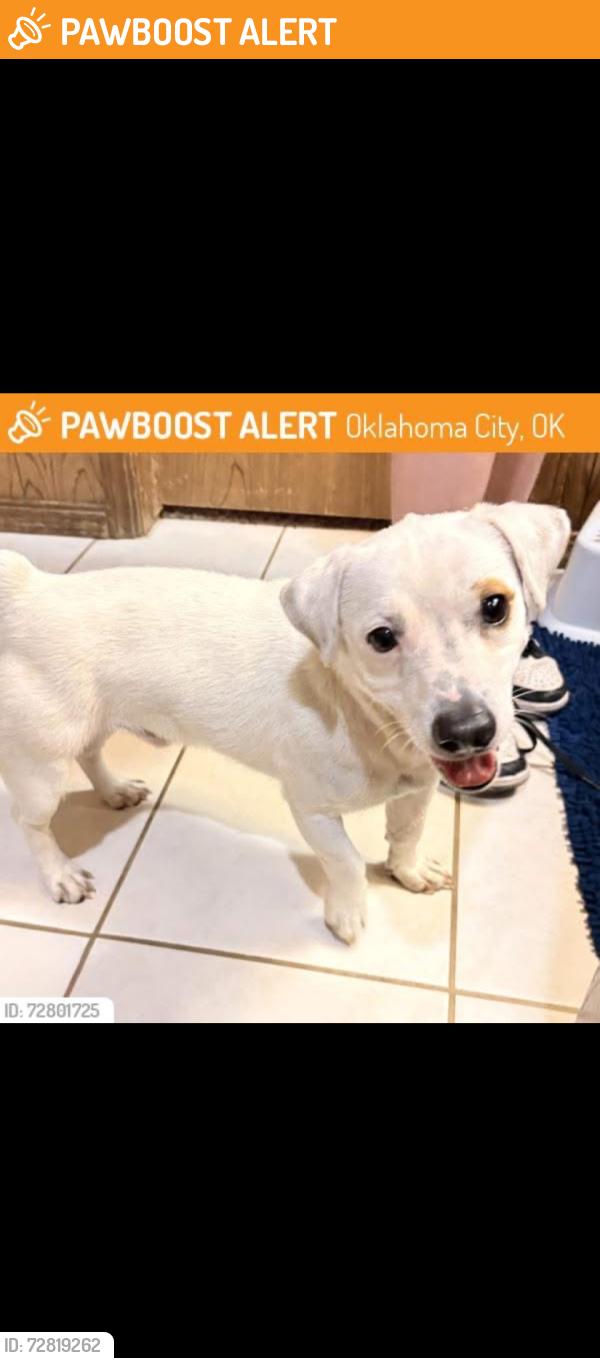 Found/Stray Male Dog last seen Wilshire and Morgan OKC , Los Angeles County, CA 90048