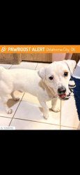 Found/Stray Male Dog last seen Wilshire and Morgan OKC , Los Angeles County, CA 90048