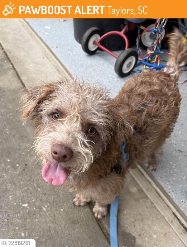 Found/Stray Male Dog last seen Tanner Road & Robinhood Road, Taylors, Taylors, SC 29687