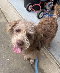 Found/Stray Male Dog last seen Tanner Road & Robinhood Road, Taylors, Taylors, SC 29687