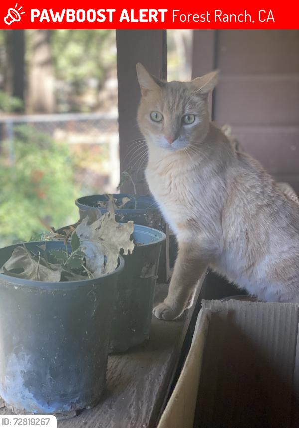 Lost Male Cat last seen Headwaters Road, Forest Ranch, CA 95942