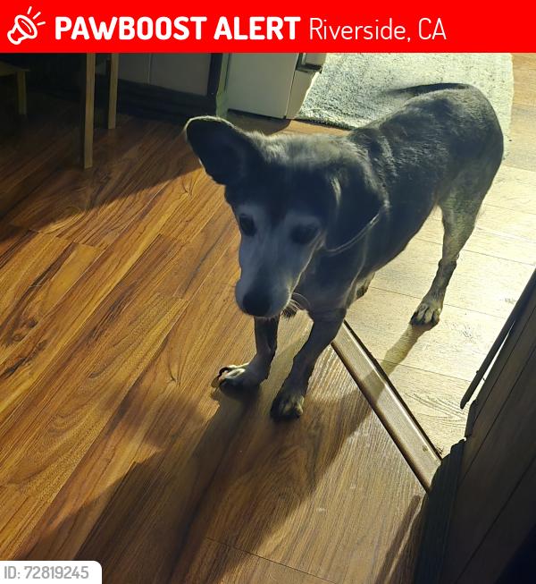 Lost Male Dog last seen camino real and limonite jurupa Valley, Riverside, CA 92509