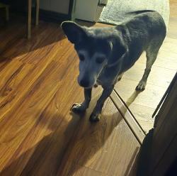 Lost Male Dog last seen camino real and limonite  jurupa Valley , Riverside, CA 92509