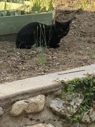 Found/Stray Unknown Cat last seen Orange Grove and Prospect Blvd, Pasadena, CA 91103