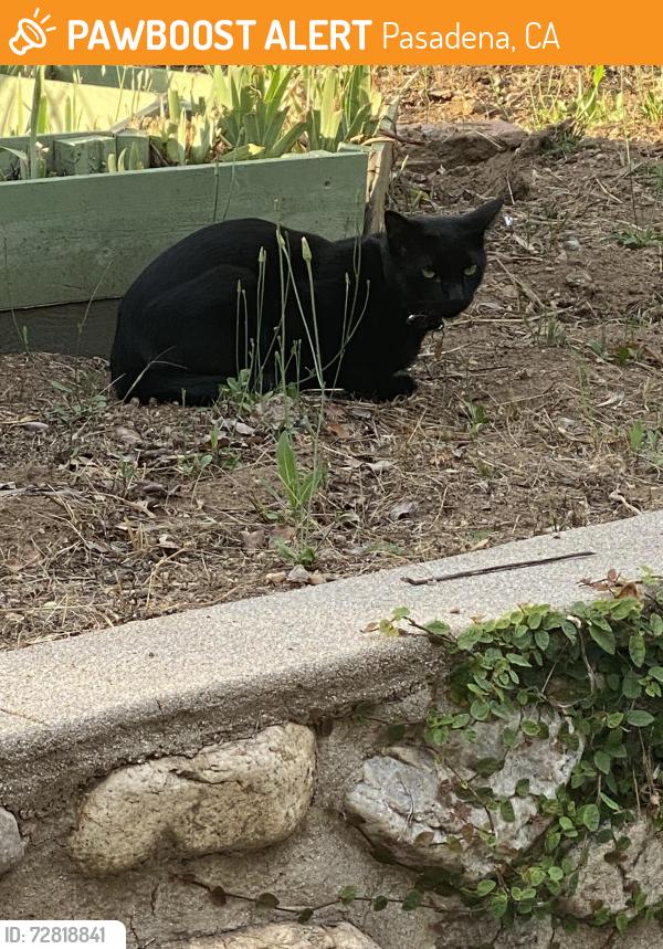 Found/Stray Unknown Cat last seen Orange Grove and Prospect Blvd, Pasadena, CA 91103