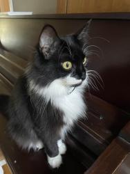 Lost Female Cat last seen Candia and Millsfield, Cary, NC 27519
