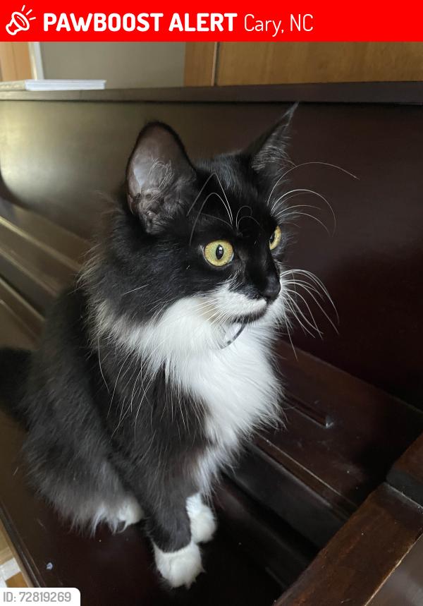 Lost Female Cat last seen Candia and Millsfield, Cary, NC 27519