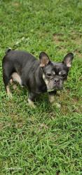Lost Female Dog last seen Farm to market 16 E, country RD 370, US-271,  74738