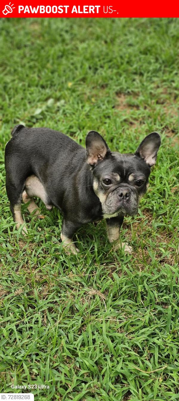 Lost Female Dog last seen Farm to market 16 E, country RD 370, US-271,  74738