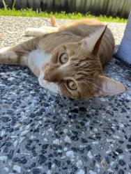 Lost Male Cat last seen 9/5 queen street Moffat beach , Caloundra West, QLD 4551
