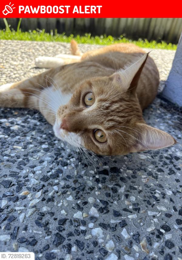 Lost Male Cat last seen 9/5 queen street Moffat beach , Caloundra West, QLD 4551