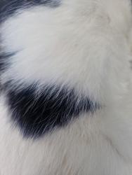 Found/Stray Unknown Cat last seen Pavement on Glanderston Drive , Glasgow City, Scotland G13 3UQ