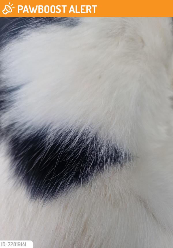 Found/Stray Unknown Cat last seen Pavement on Glanderston Drive , Glasgow City, Scotland G13 3UQ