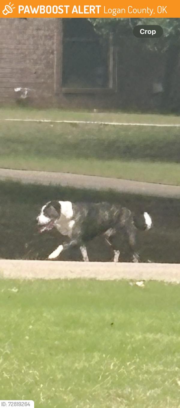 Found/Stray Unknown Dog last seen Oak Cliff Fire Station, Logan County, OK 73025