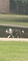 Found/Stray Unknown Dog last seen Oak Cliff Fire Station, Logan County, OK 73025