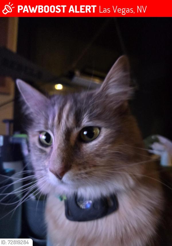 Lost Female Cat last seen n/a, Las Vegas, NV 89166