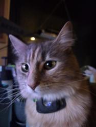 Lost Female Cat last seen n/a, Las Vegas, NV 89166