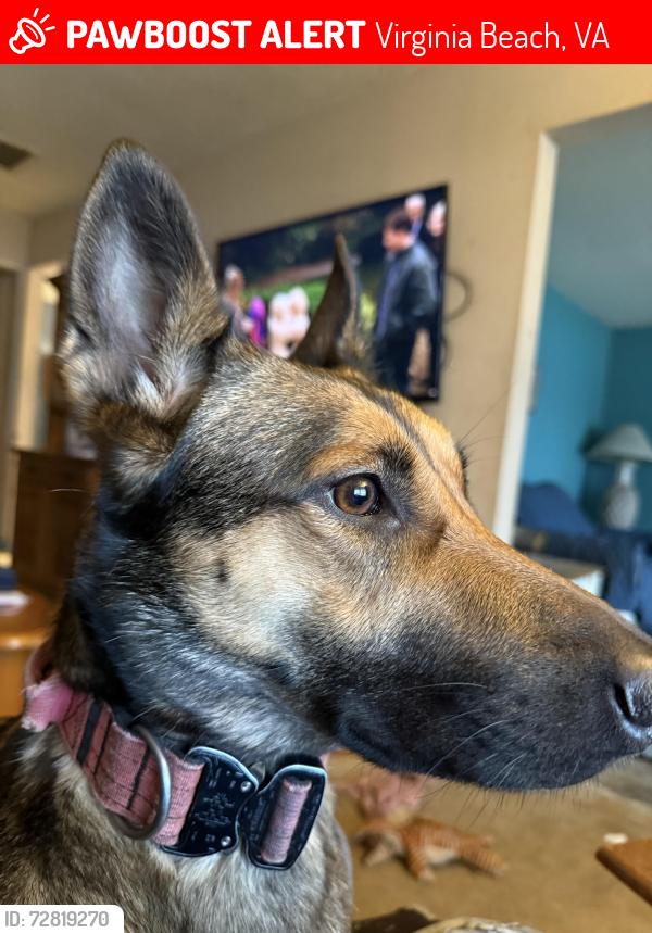 Lost Female Dog last seen South Magic Hollow Drive near the c, Virginia Beach, VA 23453