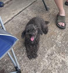 Found/Stray Female Dog last seen Parkway elementary school, Fort Worth, TX 76134
