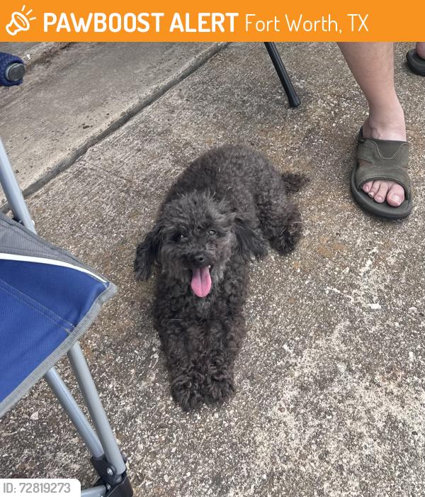 Found/Stray Female Dog last seen Parkway elementary school, Fort Worth, TX 76134