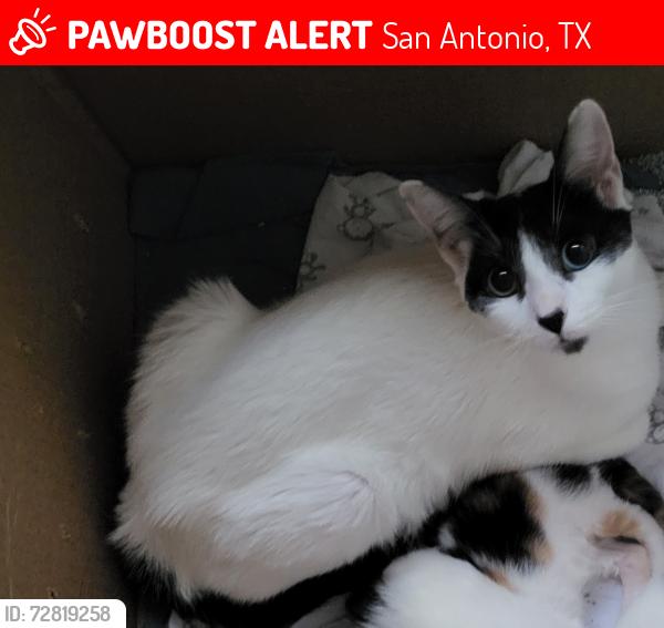 Lost Female Cat last seen Country oaks mobile s, San Antonio, TX 78253
