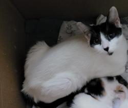 Lost Female Cat last seen Country oaks mobile s, San Antonio, TX 78253