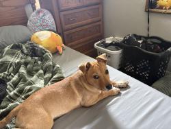 Found/Stray Female Dog last seen 41st Garnett, Tulsa, OK 74146