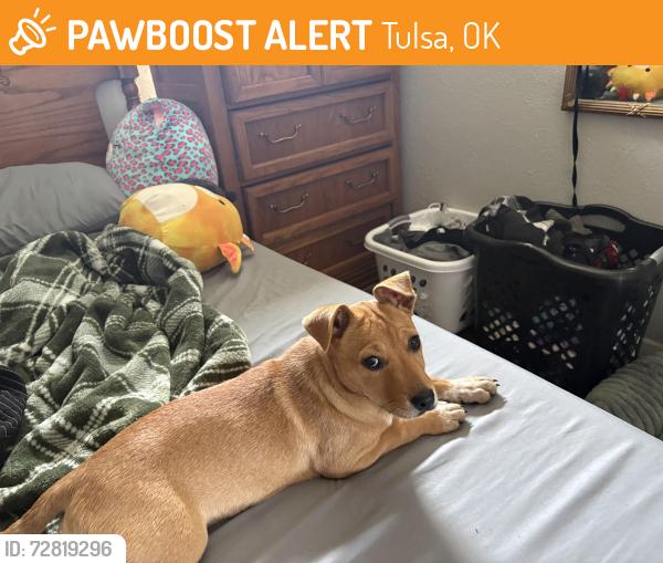 Found/Stray Female Dog last seen 41st Garnett, Tulsa, OK 74146