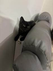 Lost Female Cat last seen Lagmore view park, Dunmurry, Northern Ireland BT17
