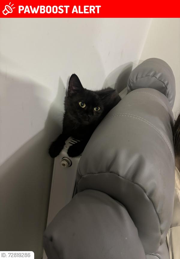 Lost Female Cat last seen Lagmore view park, Dunmurry, Northern Ireland BT17