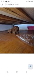 Lost Female Dog last seen Opposit Cooper ave, Moorebank, NSW 2170