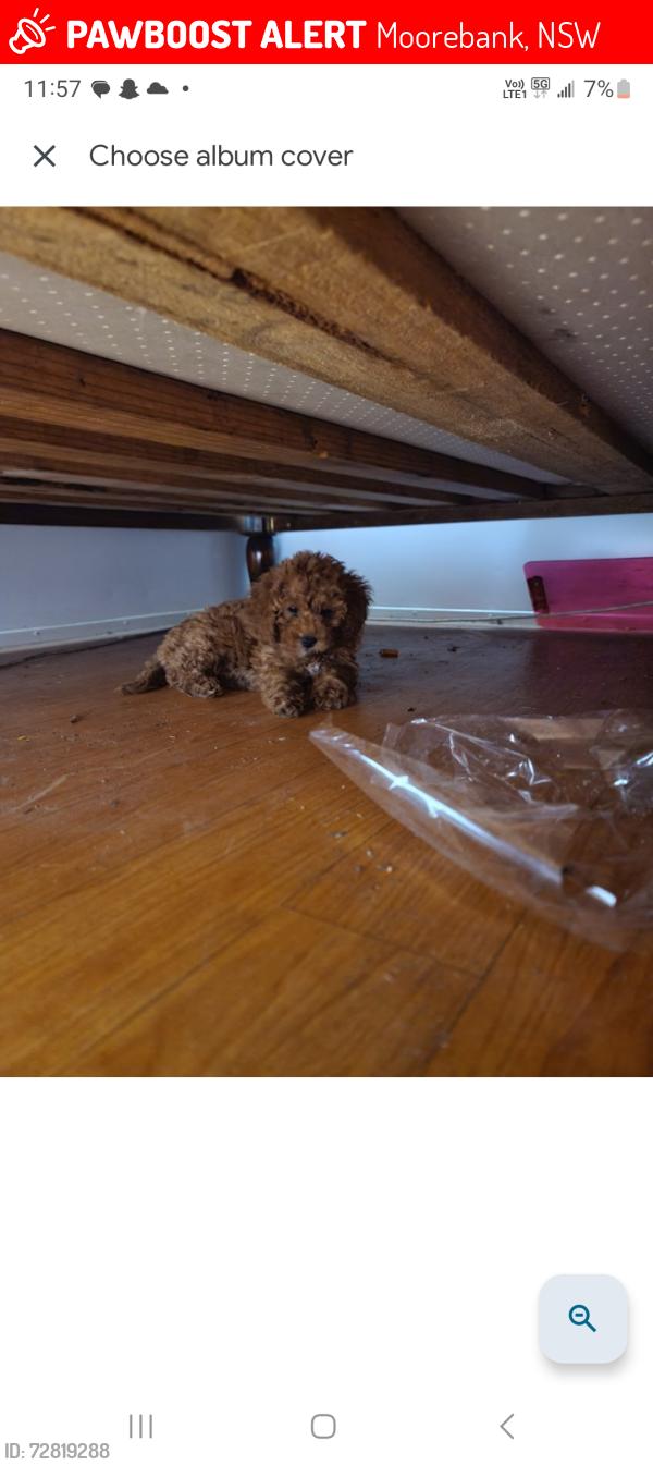 Lost Female Dog last seen Opposit Cooper ave, Moorebank, NSW 2170