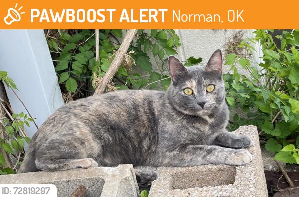 Found/Stray Female Cat last seen West of Old library , Norman, OK 73019