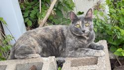 Found/Stray Female Cat last seen West of Old library , Norman, OK 73019