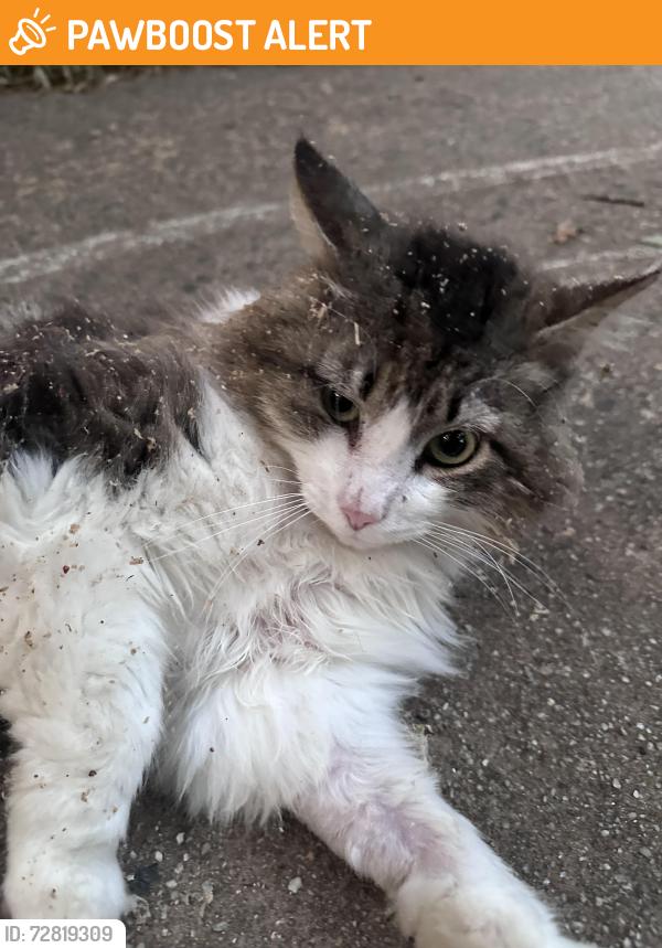 Found/Stray Unknown Cat last seen Hearthstone , Providence Estates East, NC 28105