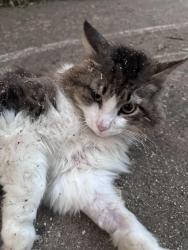 Found/Stray Unknown Cat last seen Hearthstone , Providence Estates East, NC 28105