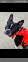 Reunited Male Dog last seen Albany and bellefonte, Lexington, KY 40502