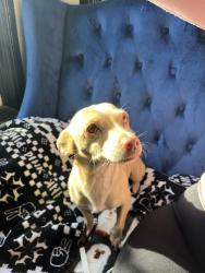 Found/Stray Female Dog last seen Atlantic, Long Beach, CA 90805