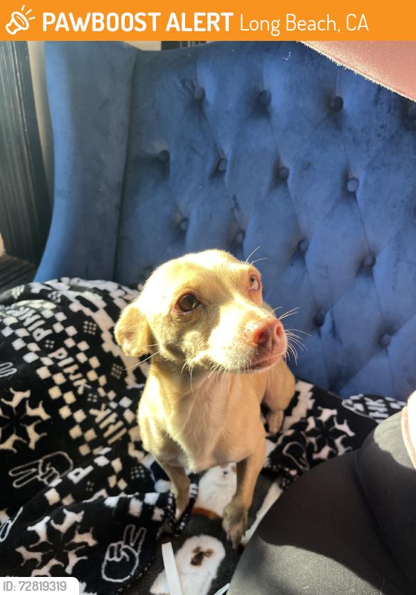 Found/Stray Female Dog last seen Atlantic, Long Beach, CA 90805