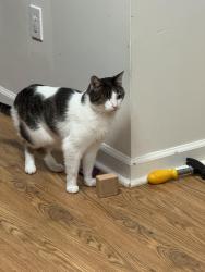 Lost Male Cat last seen Eagle Crest Way and Webb Creek Road, Fairview, NC 28730