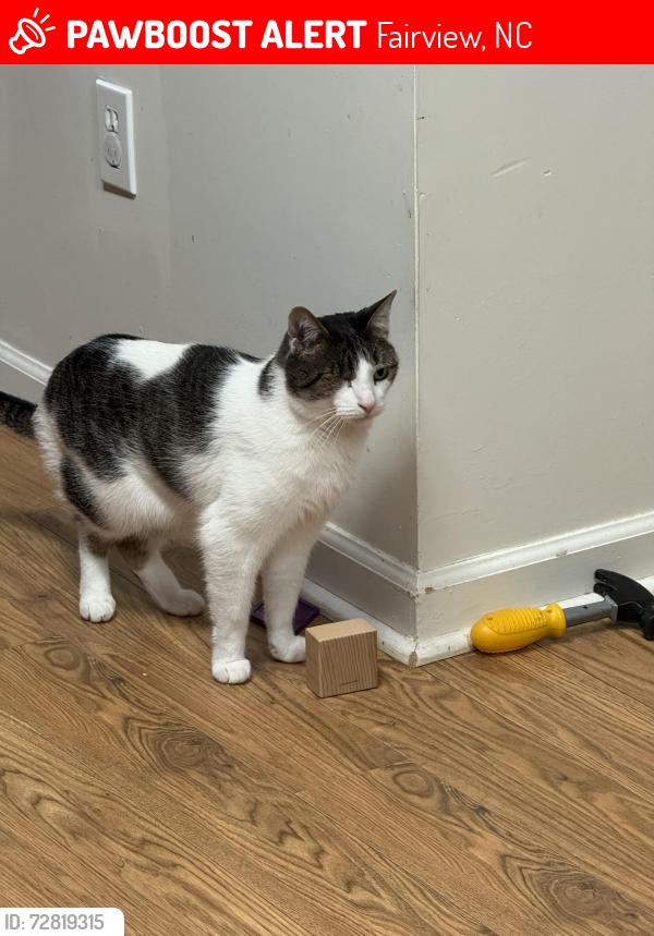 Lost Male Cat last seen Eagle Crest Way and Webb Creek Road, Fairview, NC 28730
