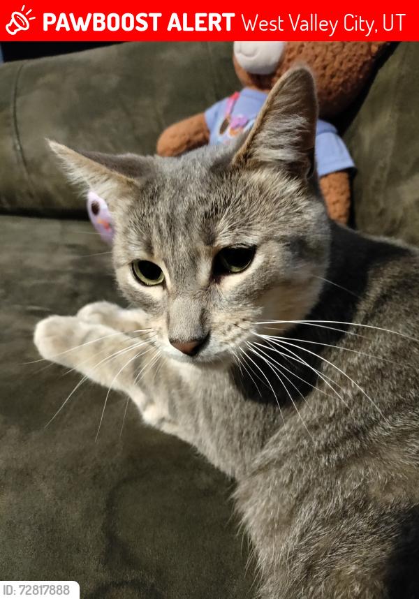Lost Male Cat last seen Near Sunnyvale Drive, West Valley City, UT, USA, West Valley City, UT 84120