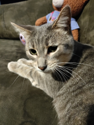 Lost Male Cat last seen Near Sunnyvale Drive, West Valley City, UT, USA, West Valley City, UT 84120