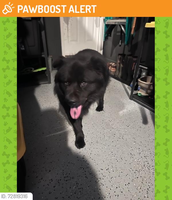 Found/Stray Unknown Dog last seen Harvest Time Lane, Inman, SC, Spartanburg County, SC 29349